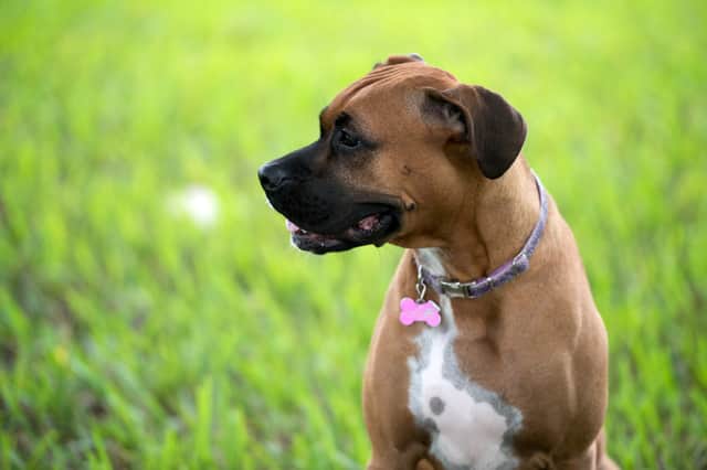 The best dog collars and leads for 2021