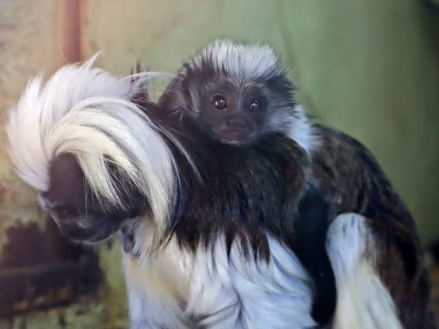 Nigel the young cotton-top tamarin monkey on mother Florencia’s back at  Drusillas Zoo Park in Alfriston, East Sussex (Credit: Drusillas Zoo Park/SWNS)