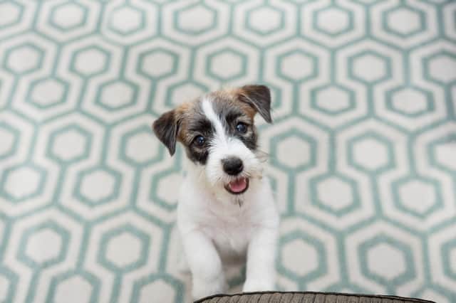 There are many things to consider when buying a new puppy (photo: adobe)