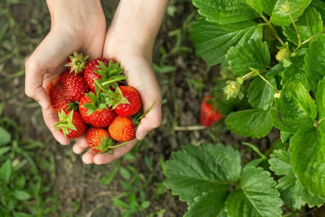 Strawberries are tasty and extremely easy to grow (photo: Evgenia Tiplyashina - stock.adobe.com)