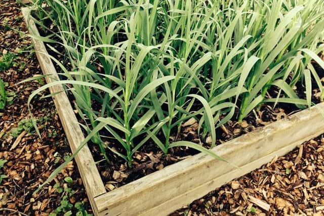 Find a spacious sunny spot to grow garlic