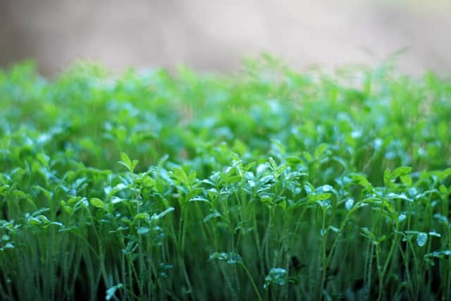 Cress, from planting to harvest in less than a week (photo: Sinuswelle - stock.adobe.com)