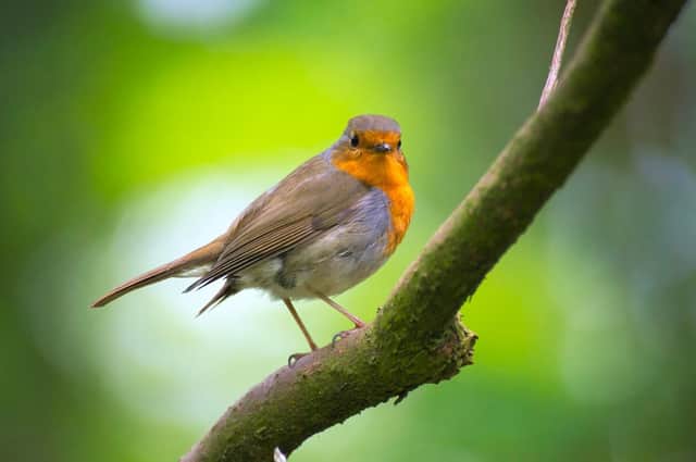 Robin, voted as Britain's national bird