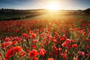 Sunrise as viewed from a poppy field near to Bewdley. (photo: iStock)