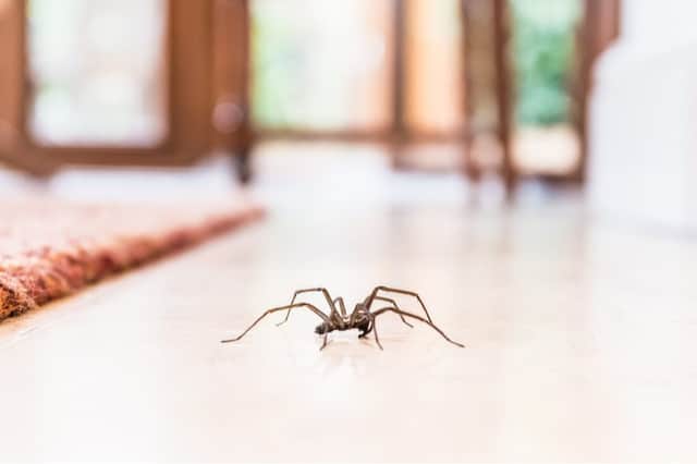 Thousands of sex-crazed spiders set to crawl into homes for mating season (Photo: Shutterstock)