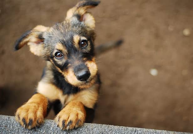 Dog theft has increased by almost a fifth during lockdown (Photo: Shutterstock)
