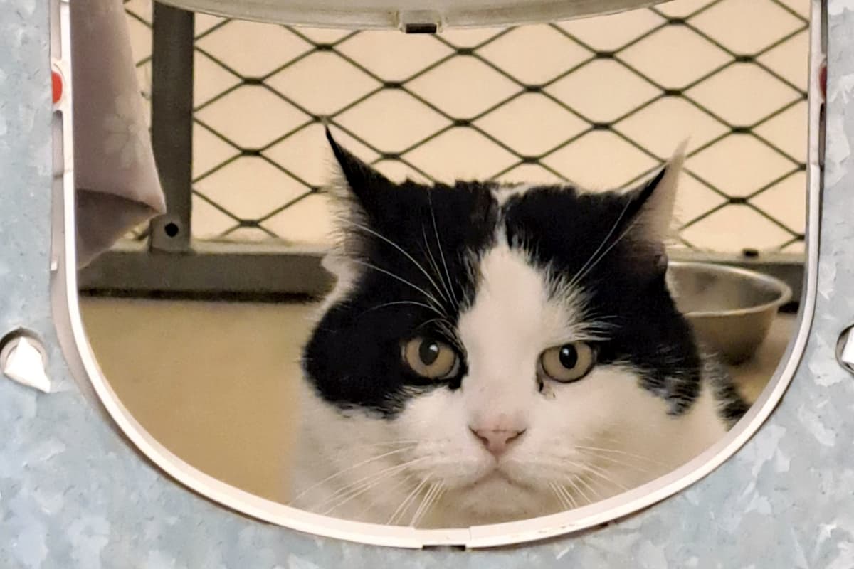 Cat spends 100 days at rescue centre for looking too grumpy