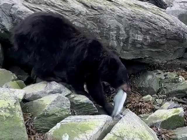 The  bear calmly stole a fresh-caught salmon, as the fisherman who caught it could only watch on in disbelief. (Photo: Collab/SWNS)
