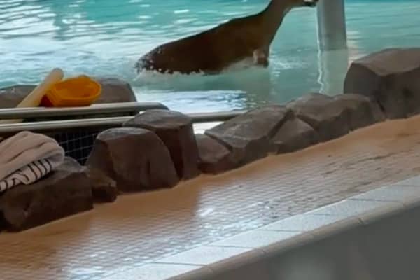 Deer takes a dip in a public swimming pool. The wild animal smashed through the window of a recreation centre, and leapt into the pool during a children's swimming lesson.