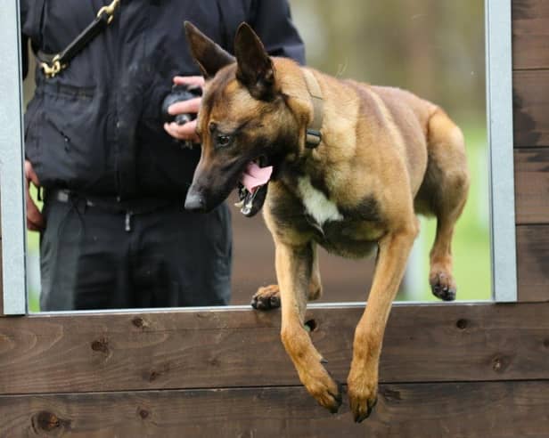 Russo, a stray Belgian Malinois, joined Nottinghamshire Police as part of a rehoming project.