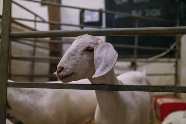 School Farm