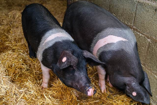 School Farm