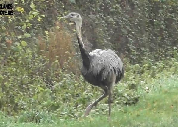 The rhea tries to find a way back to its flock
