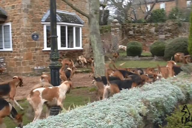 Sabateurs took film of Warwickshire Hunt hounds following a scent through people's gardens