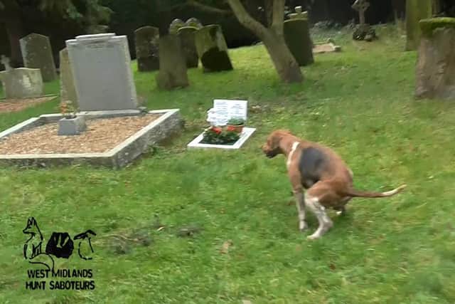 A hound takes a 'break' in the graveyard