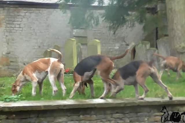 The hounds enter the church yard