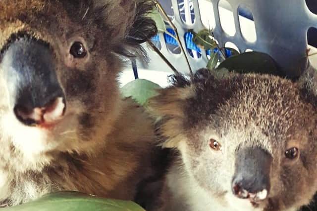 Countless koala bears have been caught up in the raging bushfires Picture by WIRES