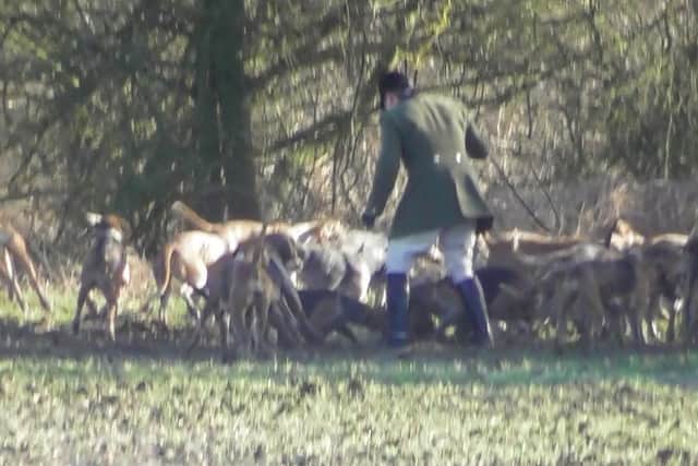Hounds are prevented from taking the fox carcass as a huntsman steps on the body