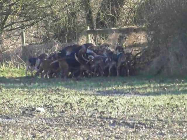Hounds are filmed by saboteurs at the 'kill'