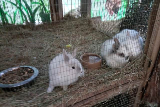 Some of the many rabbits that call the sanctuary home