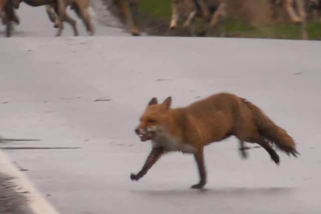The exhausted fox is pursued by Warwickshire Hunt hounds