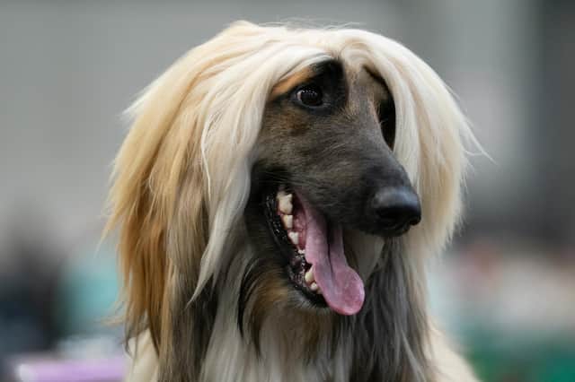 An Afghan hound appears to smile during the second day of the Crufts Dog Show at the Birmingham National Exhibition Centre (NEC).