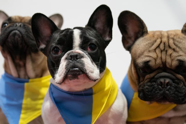 French bulldogs Vito, Verdi and Eric wearing scarves in the colours of the Ukraine flag as a show of support against the Russian invasion of Ukraine on the second day of the Crufts Dog Show