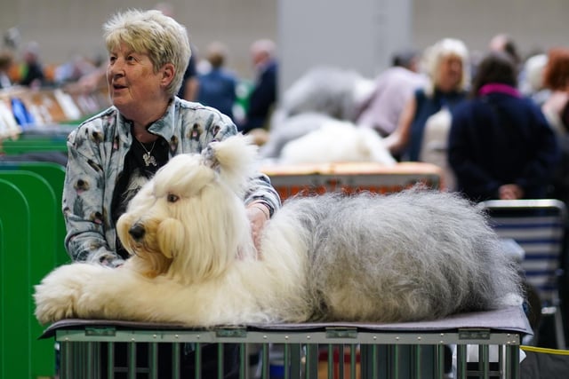 An old English sheepdog with their owner during the first day of the
