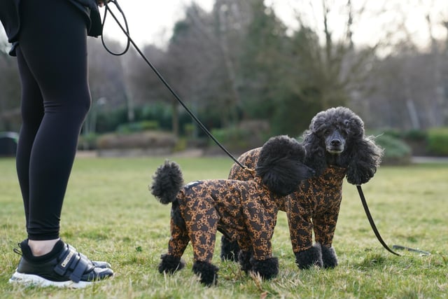 Owners walk their dogs as they arrive for the second day of the Crufts Dog Show