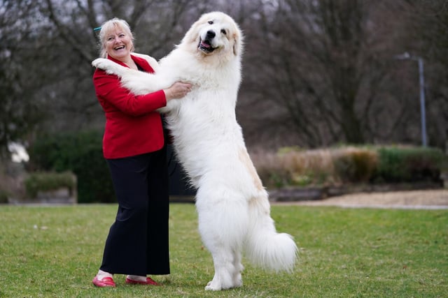 Susan Reilly and her Pyrenean Mountain Dog called Boris during the first day of the Crufts Dog Show at the Birmingham