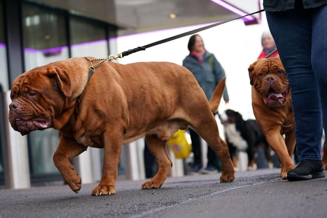 A couple of dogue de bordeaux are walked into the first day of the competition