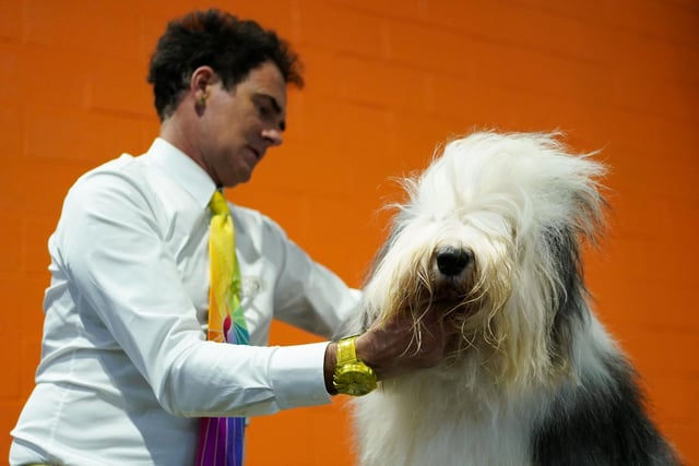 An old English sheepdog is groomed ahead of competition during the first day of the compeition