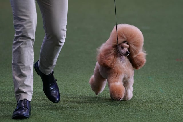 Utility Group winner Waffle a Toy Poodle who came second in Best in Show during the final day of the Crufts Dog Show
