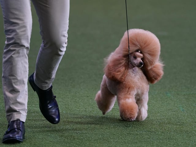 Utility Group winner Waffle a Toy Poodle who came second in Best in Show during the final day of the Crufts Dog Show