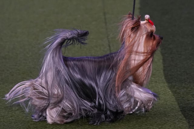 Finalist Conan a Yorkshire Terrier in the Toy Group