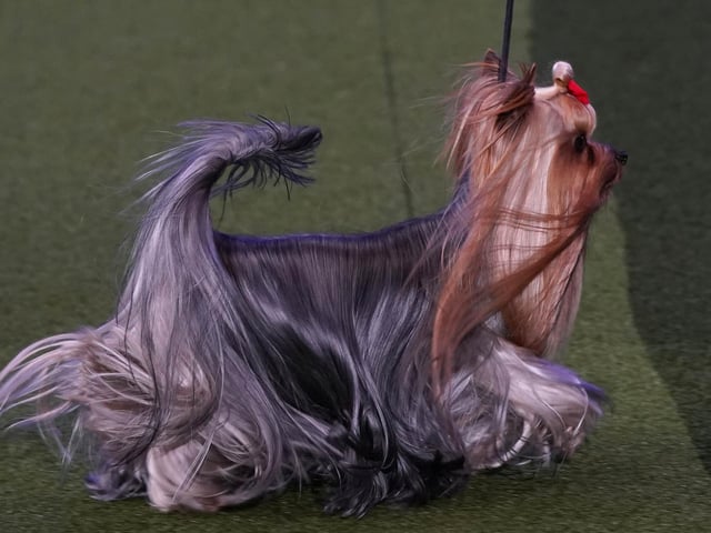 Finalist Conan a Yorkshire Terrier in the Toy Group