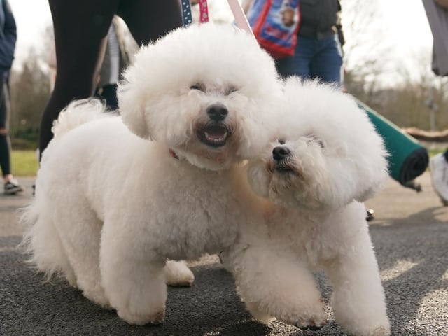 Dogs arriving for the second day of the Crufts Dog Show
