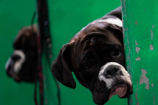 Boxer dogs during the first day of the Crufts Dog Show