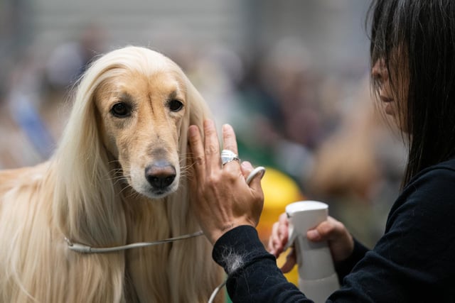 An Afghan hound is prepared before competition on the second day of the Crufts Dog Show at the Birmingham National Exhibition Centre