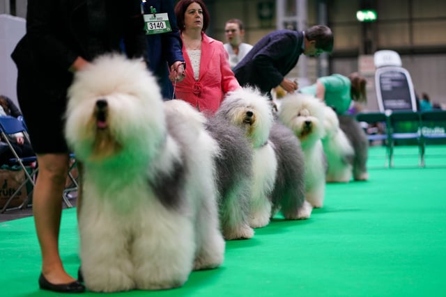 Old English sheepdogs compete during the first day of the Crufts Dog Show