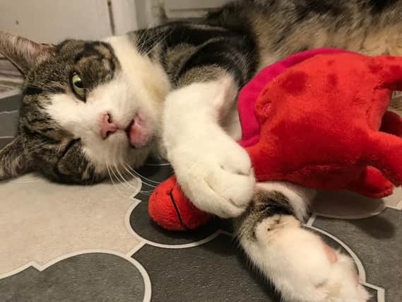 Lolly the cat's behaviour regulary leads to his owner, Les Southam, getting distressing reports he's been found in the road