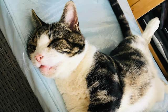 Lolly the cat who is often reported to have been found dead in the roadways of Banbury town