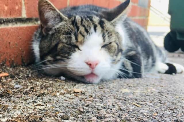 Lolly cat who likes to play dead in the roads of Banbury has risen to fame nabbing spots on TV, radio and several national newspapers too.