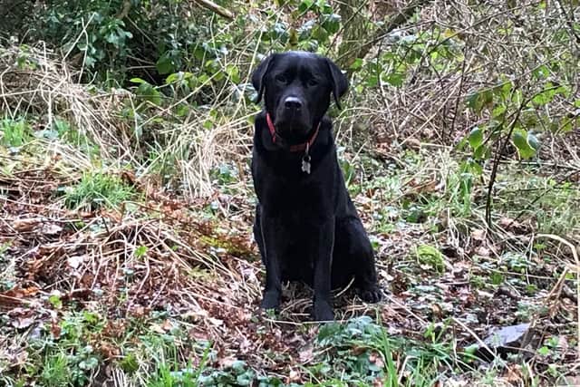 Reuben, a black Labrador retriever, who was injured in an air rifle shooting in Banbury last week