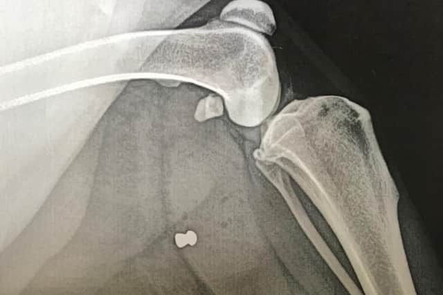 X-ray which shows a pellet found inside the body of the 2-year-old Labrador retriever Reuben from an air rifle shooting in Banbury