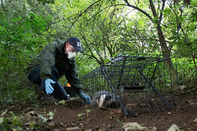A badger being trapped for vaccination in Warwickshire (photo from the Warwickshire Badger Group)