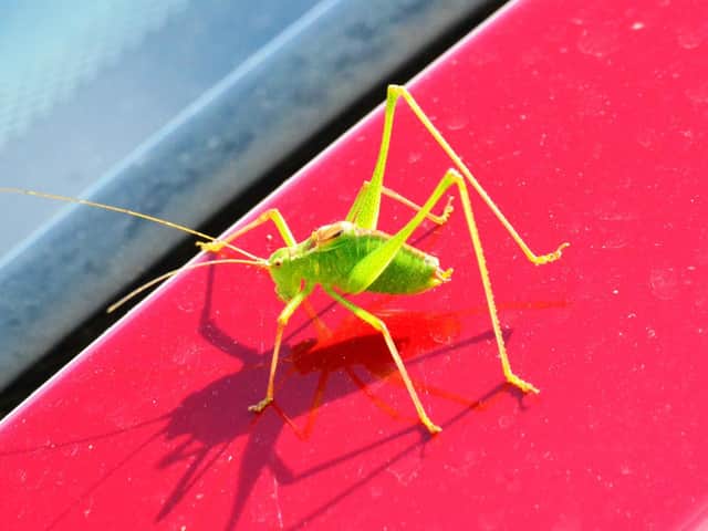A close up of the Katydid spotted by photographer Phil Lucas