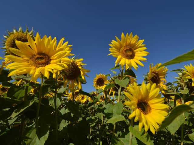 Visitors can pick sunflowers or have their photo taken in a sunflower field at Chipping Norton Allotment site at the weekend.