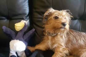 Have you seen Toffe, a two-year-old tan terrier, who has been missing for nearly two weeks from the Grimsbury area of Banbury
