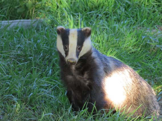 A badger photo taken by Alex White, wildlife photographer with the Oxfordshire Badger Group charity.